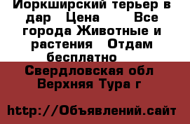 Йоркширский терьер в дар › Цена ­ 1 - Все города Животные и растения » Отдам бесплатно   . Свердловская обл.,Верхняя Тура г.